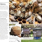 The Bee Book, for DK by Fergus Chadwick