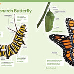How to Raise Monarch Butterflies, by Carol Pasternak